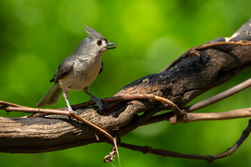 Tufted Titmouse perched on a tree branch
