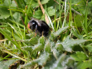 Bee in nature
