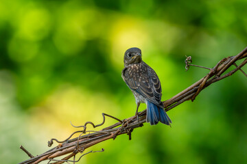 Juvenile Bluebird Perched on a vine