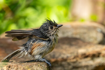 Tufted titmouse after a bath