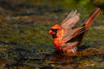 Male Cardinal taking a bath