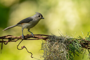 Tufted Titmouse perched on a tree branch