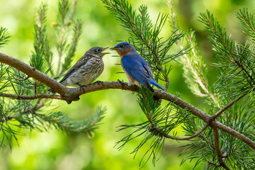 Juvenile Bluebird being feed by a parent