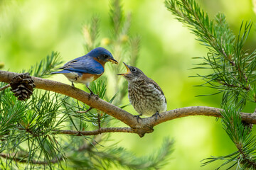 Juvenile Bluebird being feed by a parent