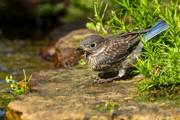 Juvenile Bluebird Perched Near on pond