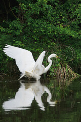 Obraz premium A great egret walks in the water with reflection and waves by its wings. A great egret in the river looks for fish on a sunny spring day. 