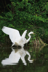 A great egret walks in the water with reflection and waves by its wings. A great egret in the river looks for fish on a sunny spring day.	