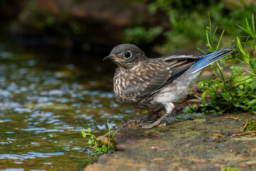 Juvenile Bluebird Perched Near on pond