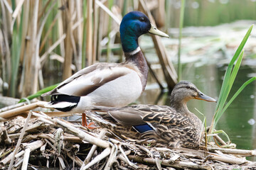 A mallard couple nesting. A female mallard is sitting on the nest, a male is standing nearby on a sunny spring day. 