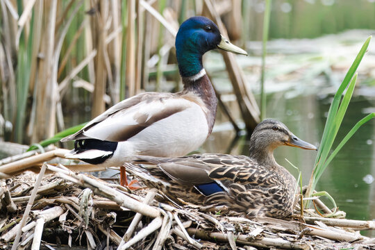 A mallard couple nesting. A female mallard is sitting on the nest, a male is standing nearby on a sunny spring day. 