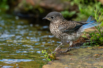Juvenile Bluebird Perched Near on pond