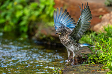 Juvenile Bluebird taking off
