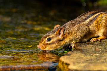 Chipmunk drinking from a stream