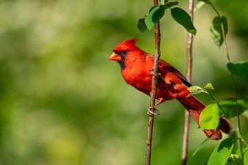 Male Cardinal perched on a tree branch