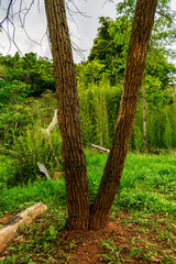 Tree trunk in the shape of a V. Garden lawn of a farm. Trees.