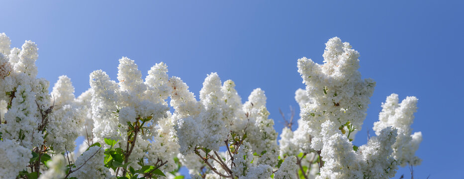 Wei&szlig;er Flieder vor blauem Himmel