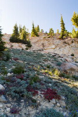 wildflower grassland in there thermal volcanic area of Bumpass hell in the lassen volcanic national...