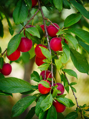 Brightly colored cherry plums hanging from branches amidst lush green leaves. Ideal for garden or orchard-themed visuals.