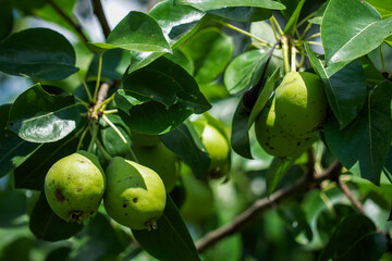 Fresh pears on a tree with bright green leaves around; a visual representation of organic produce for grocery stores or farmer’s market promotions.