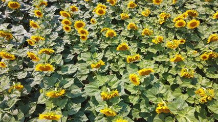 Sunflower flowers in the field, top view.