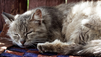 The cat’s fur is thick and fluffy, indicating it might be a long-haired breed; it lies in repose, embodying tranquility.
