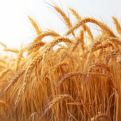 golden wheat field