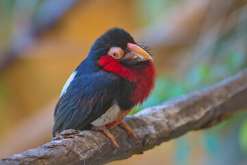 Bearded Barbet - African Barbet sitting on a branch. Barbets are near passerine birds with a worldwide tropical distribution, although New World and Old World barbets are placed in different families.