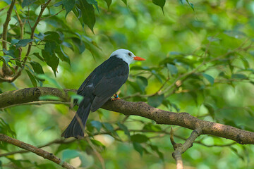 The image of the black white-headed bird Bulbul on a tree branch against the backdrop of nature. Species of passerine birds from the bulbul family. The beauty of the wild.