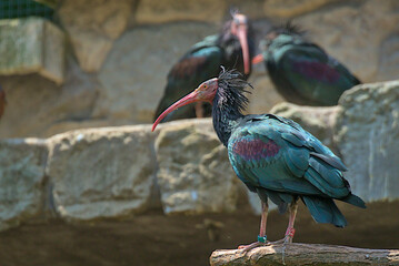 Natural bald ibis standing on a rock. The forest ibis, or mountain ibis, is one of two non-extinct...