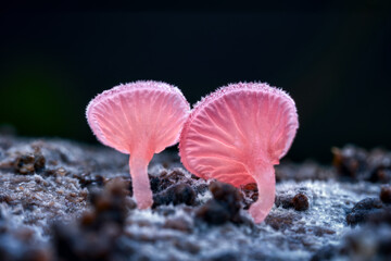 red fungus macro at horIzontal composition