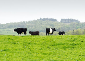 Cows in small group on farmland