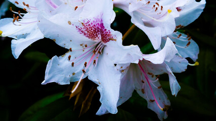 Rhododendron Flower Close Up