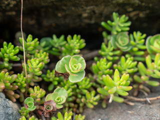Close-up of a Caucasus stonecrop growing between two rocks and still quite small