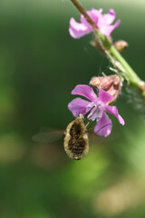 Bombylius major on a pink flower in the garden. Shallow depth of field.