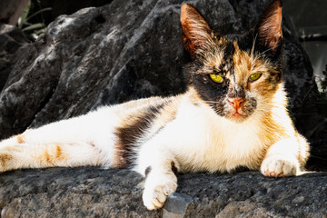 portrait of a stray cat in Greece