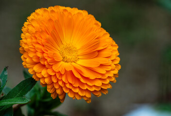 "Port Marigold" flowers in the garden on a spring day. Its Latin name is Calendula Officinalis.
