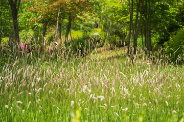 A meadow with cogon grass field. Landscape image with a geological and botanical theme.