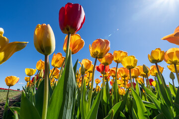Low angle view of colorful red and yellow tulips growing