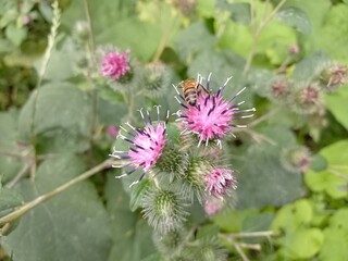 Bee on a burdock flower