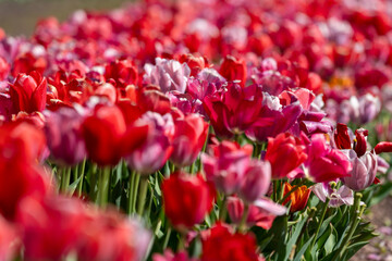 Red tulips growing in the springtime sunshine in Virginia USA