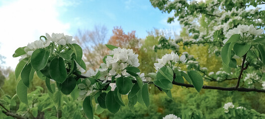 Blooming apple tree branch
