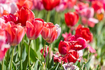 Red tulips growing in the springtime sunshine in Virginia USA