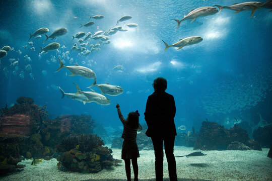 Mother and daughter admiring sea animals, Lisbon Oceanario, Portugal