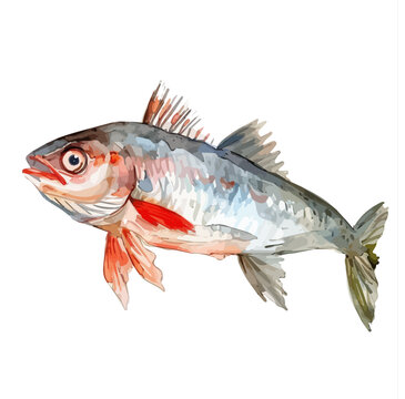 recommend clip art: Watercolor painting of a mullet fish, isolated on a white background, mullet fish vector, drawing clipart, Illustration Vector, Graphic Painting, design art, logo