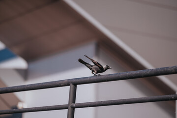 A detailed shot of a bird perched on a metal railing, showcasing its natural habitat with a...