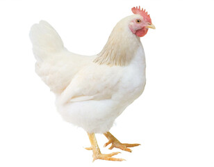 Fototapeta premium Weißes Huhn auf zwei beinen isoliert auf weißen Hintergrund, Freisteller 