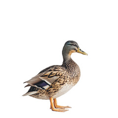 mallard duck isolated