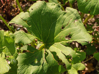 Southern Urals, Petasites radiatus on the river bank.