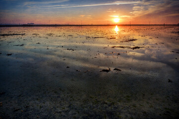 Sunrise in the rice fields, La Puebla del Rio, Seville, Spain