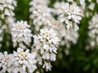 Fototapeta premium Detail shots of evergreen candytuft with different focus levels and blurred effects